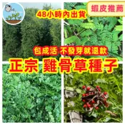 【草本】雞骨草種子｜相思籽 大葉/細葉龍鱗草｜庭院陽台盆栽｜南方青草茶 藥用觀賞植栽 栽種套組