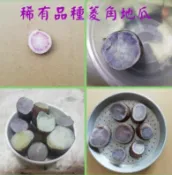 【台灣好農】雲林縣精緻農業生產合作社 菱角地瓜-6台斤