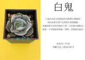 心栽花坊-白鬼(1.5吋)(多肉植物)售價80特價70
