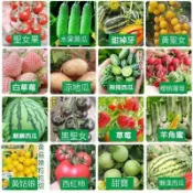 水果種子 超全品種水果種子 蔬果種子百香果種子 番茄種子 蘿蔔種子 黃瓜種子 甜瓜種子 哈密瓜 草莓種子 四季易種
