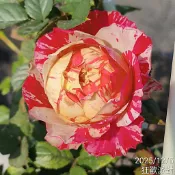 狂歡派對 瓶插切花 庭院豐花 條紋+包子 稀有的搭配 店長很愛《四季有花玫瑰園》玫瑰苗 玫瑰盆栽 嫁接樹玫瑰 月季棒棒糖