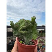 多莉🌸多肉「 春峰仙人掌」