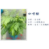 ✽ 邦妮的後花園 ✽ 咖哩葉 / 月桂葉 / 打拋葉 / 斑蘭葉(香蘭七葉蘭) / 檸檬葉(馬蜂橙) / 南薑 / 香茅