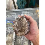 智利南美貝/智利鮑/特大/一顆200G/1499免運