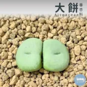 🌵✧植得栽✦【大餅】番杏科/石頭玉/屁屁玉/石頭花/Lithops/生石花屬/屁屁石頭玉/多肉植物/多肉/園藝