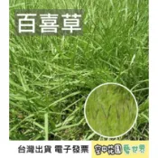 【草皮種子】百喜草 種子 菜籽 草皮 露營區 綠地 蘇卡達 陸龜 牧草 盤莎可拉 空中花園藝世界