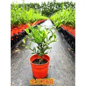 霏霏園藝新品： 5寸金豆柑特價一棵500元