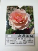 (缺貨中)花花世界_玫瑰苗--浪漫俳句，Princesse Charlene de Mona--/3.5吋黑軟盆