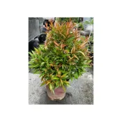 (店+)花森好市-常綠喬木 * 長虹木*-長紅木-紅芽赤楠-鐘花蒲桃-紅楠木 8吋盆/ 高35-50公分*無法超取*