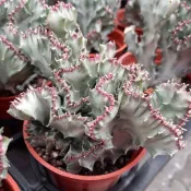 【多肉植物 】春峰錦 三吋 穩根
