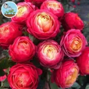 五十款香水玫瑰花種子  四季開花 台灣適種 陽台庭院盆栽 玫瑰花苗 香氣濃郁 易栽種 家庭園藝