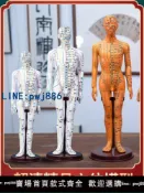 【便宜有好貨】針灸穴位人體經絡模型人中醫按摩全身可扎針銅人小皮人絡通圖家用