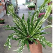 霏霏園藝半斑葉魚尾山蘇3吋250元