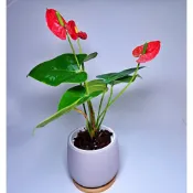 紅火鶴花 火鶴花 火鶴火苗 火鶴盆栽  ～/室內植物/喜氣植物