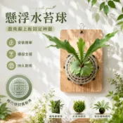 水苔球 農尬意🌱 鹿角蕨上板神器 亞猴球 植物上板 鹿角蕨球 塑膠盆 配件套裝 園藝支撐 塑膠上板盆 蕨類種植園藝用品