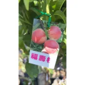 霏霏園藝福壽桃.5吋.200元4吋原價240元