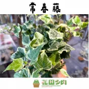 《花田多肉》🌵【長春藤/常春藤】 3吋盆 觀葉植物/室內植物園藝
