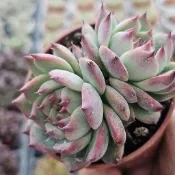 桃太郎🔥穩根品🌵多肉植物❤️蘭心花卉