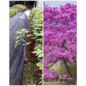 霏霏園藝洋紅風鈴木批發。零售  7-11只能裝4-5棵