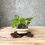 小品盆栽-出藝斑葉油點百合 盆景 送禮