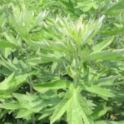 ✔💯【艾草種子】野生艾草種子 驅蚊植物種子 四季種植 藥用艾草種子 艾草香包 多年生 循環生長 泡腳艾草 香草種子