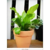 WISH FOREST【嚴選植栽。蕨類植物】。山蘇。可食用。附生植物。有機蔬菜。