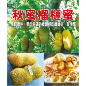 秋蜜榴槤蜜嫁接苗 榴槤  榴槤蜜