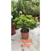 方方園藝  樹蘭 $240元8吋盆