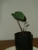 育苗袋.五葉松苗預售.松花醋 松果醋 老松醋老 松酵素 松果酵素 松汁 松茶 松果 松苗 香蕉花茶