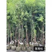 落羽松/落羽松/永吉種苗園