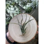 空氣鳳梨 紅小犀牛角 pruinosa