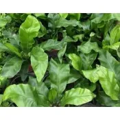 一禪種苗園-像樹上的鳥巢〈山蘇苗(鳥巢厥)〉蕨類植物-3吋盆/叢生的葉片有如一朵花