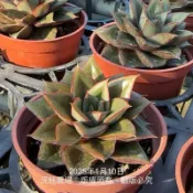 沅鈺農場   多肉植物   麒麟座
