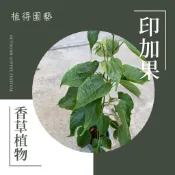 植得｜印加果·星星果·印加果苗｜Inca Peanut｜Sacha Inchi｜木質藤本｜保健植物｜果樹苗
