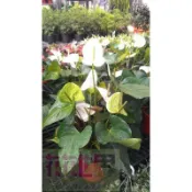 花花世界_室內植物白水晶火鶴花6吋高30-50cm