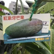 🙏 紅象牙芒果 紅象牙芒果樹苗 嫁接紅象牙 紅象牙芒果盆栽 大果系芒果比小腿粗大芒果 路邊攤俱樂部