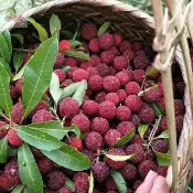 當日出貨【楊梅種子50粒】 東魁楊梅 黑炭楊梅 白蒂梅種子 早熟楊梅盆栽地栽高產果樹 四季種植 水果種子出货