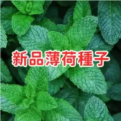 【新品薄荷種子 】胡椒薄荷 綠薄荷 香草植物 廚房盆栽 可泡茶料理 驅蟲清香 四季可種 易活好養 台灣現貨 療癒小物