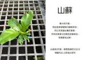 心栽花坊-山蘇/3吋盆/綠化植物/室內植物/觀葉植物/蕨類/售價50特價40
