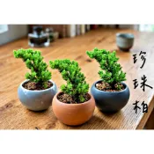 珍珠柏 小葉赤楠 達摩七里香擇優出一盆 雀舌黃楊 ｜小品盆栽｜植栽｜盆景 迷你盆 金柳 石化檜