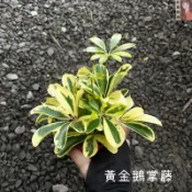 小花園藝 黃金 鵝掌藤 3吋盆 $50