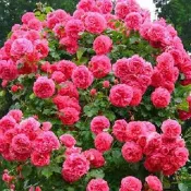 🔥台灣現貨【木香花種子】爬藤植物 木薔薇花卉 耐寒驅蚊爬藤高手黃木香種子 庭院爬藤綠植 濃香花多年生/木香苗