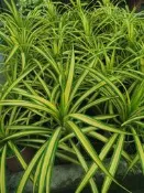 ╭＊田尾玫瑰園＊╯珍稀樹種-(斑葉七葉蘭).高30cm250元