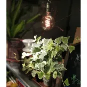 淨化空氣植物 常春藤 斑葉/綠葉 咖啡廳 辦公室療癒植物 室內植物
