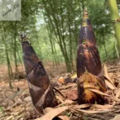 青芽園藝 （15款竹筍種子）現貨速發 可食用四季播食用竹筍 毛竹筍 | 甜龍竹筍 |麻竹筍 |冬筍 |多次采收|田園盆栽