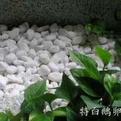 🔥白鵝卵石《免運費》/可搭配 麥飯石雨花石貝殼沙貝殼砂珊瑚沙黑膽石 魚缸石頭多肉土泥炭土赤玉土田土花土煉石花盆 造景