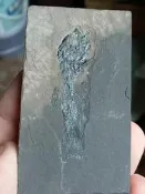 開運誰經礦石【安氏馬可波羅魚（Marcopoloichthysani）11822