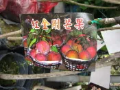 ╭＊田尾玫瑰園＊╯新品種水果苗-(紅金剛芒果)