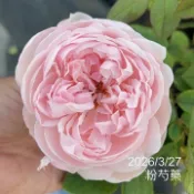 粉芍藥 庭院豐花 庭院大花 強香《四季有花玫瑰園》玫瑰苗 玫瑰盆栽 嫁接樹玫瑰 月季棒棒糖