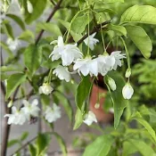 日系列～重瓣香水梅/6-7吋盆/花開像鈴噹可愛香水美、淡淡的香味很迷人樹苗/水果樹苗/果苗/嫁接/盆栽/熱帶果苗